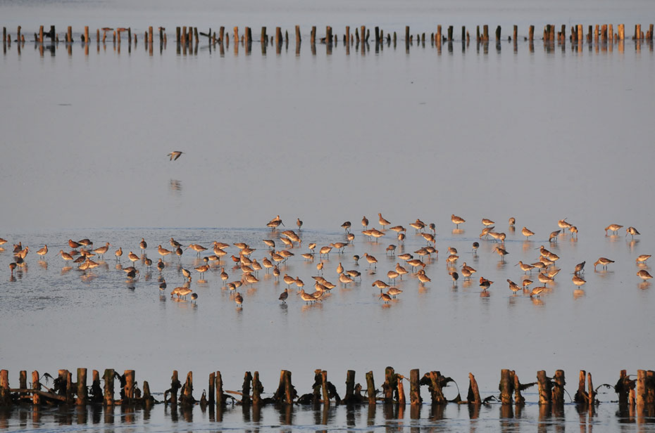 Vogelzugwanderung - Naturerlebnis im UNESCO-Weltnaturerbe Wattenmeer